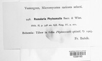 Ramularia phyteumatis image
